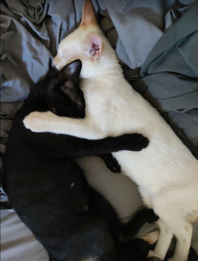 Gatos dormidos abrazados