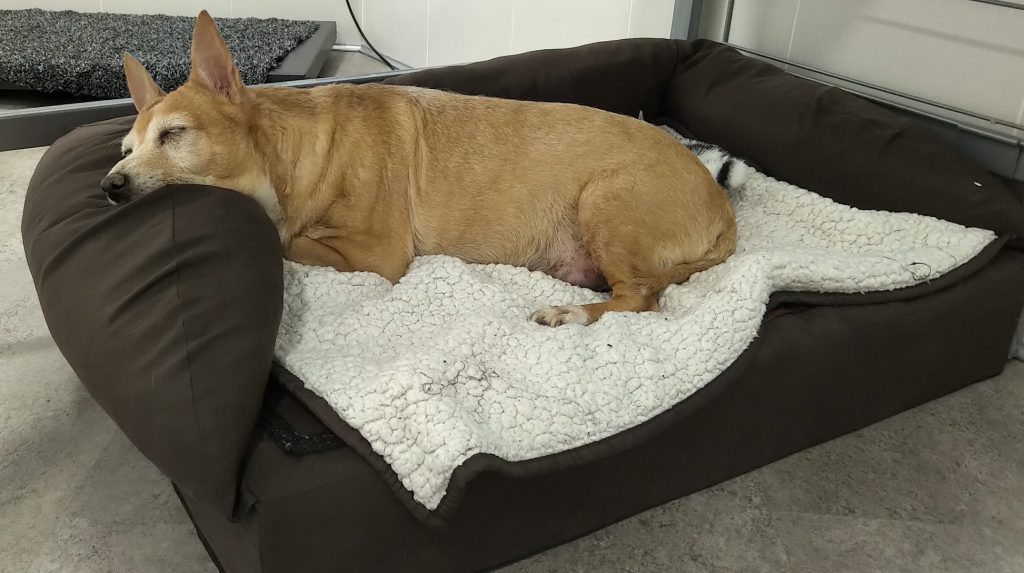 Perro relajado en consulta